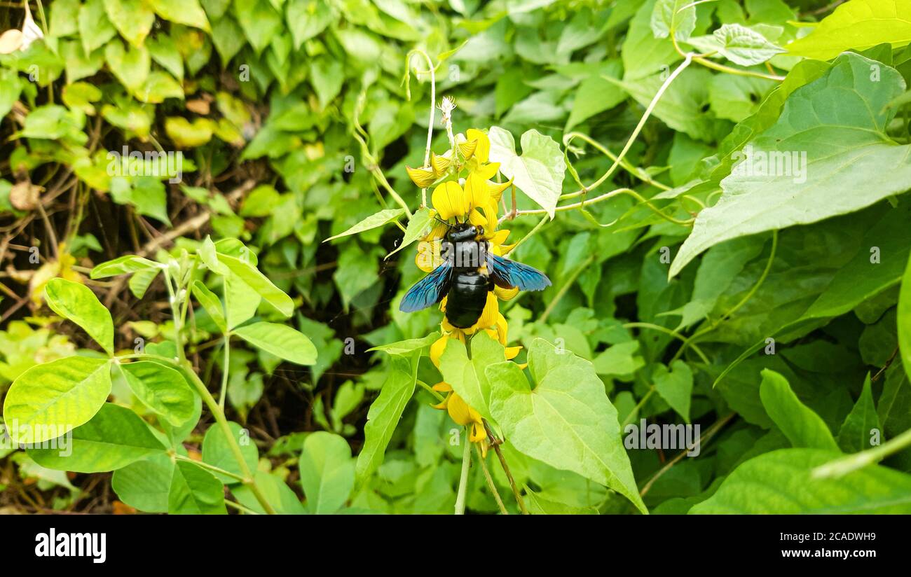 Dangerous Black Bumble Bee su fiore giallo. Sfondo verde naturale. Insetti pericolosi in Bangladesh. Foto Stock