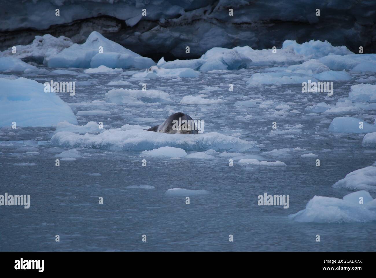 Тhe pericoloso leopardo sigillo su ghiaccio, isola di Livingstone, Antartide Foto Stock