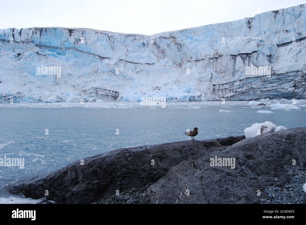 Vita dei pinguini sull'isola di Livingstone, Antartide Foto Stock