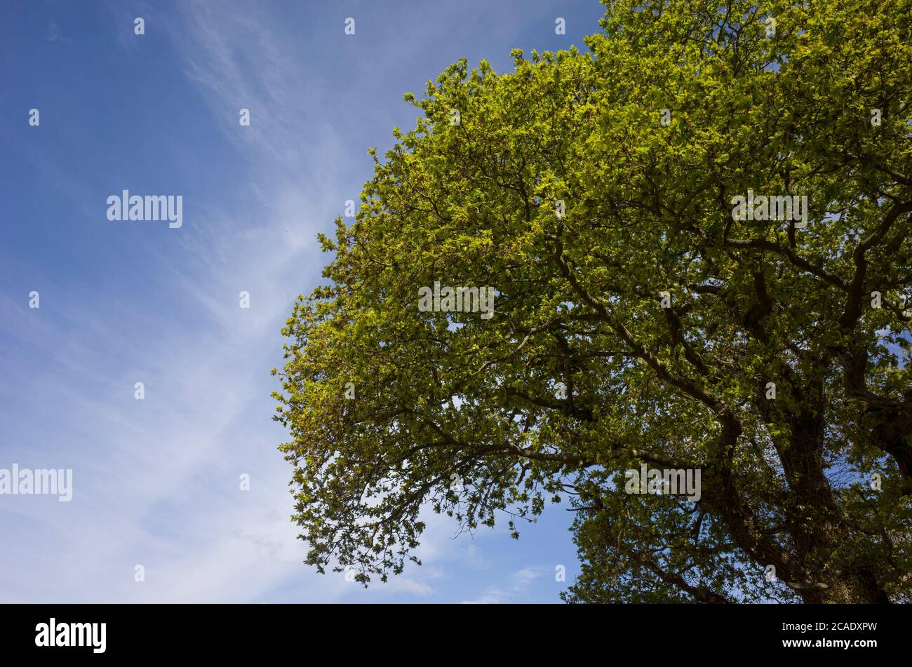 Foglie di quercia verde brillante e rami contro il cielo blu in un campo a Hoath, Kent, Inghilterra. Foto Stock