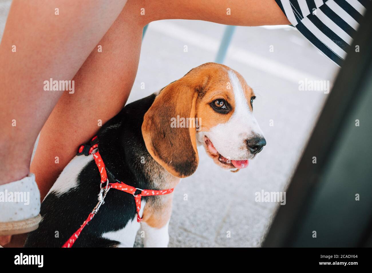 Cucciolo di Beagle giovane seduto accanto alle gambe femminili nel giardino del caffè su piastrelle di cemento. Foto Stock