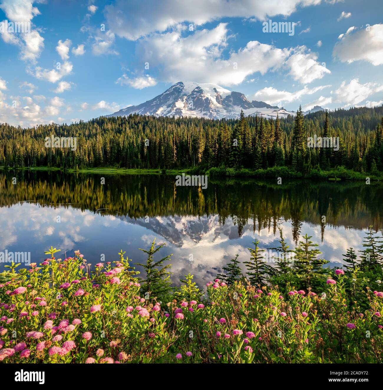 Lago Reflection con fiori selvatici e Mt Rainier, Mt Rainier, Washington Foto Stock