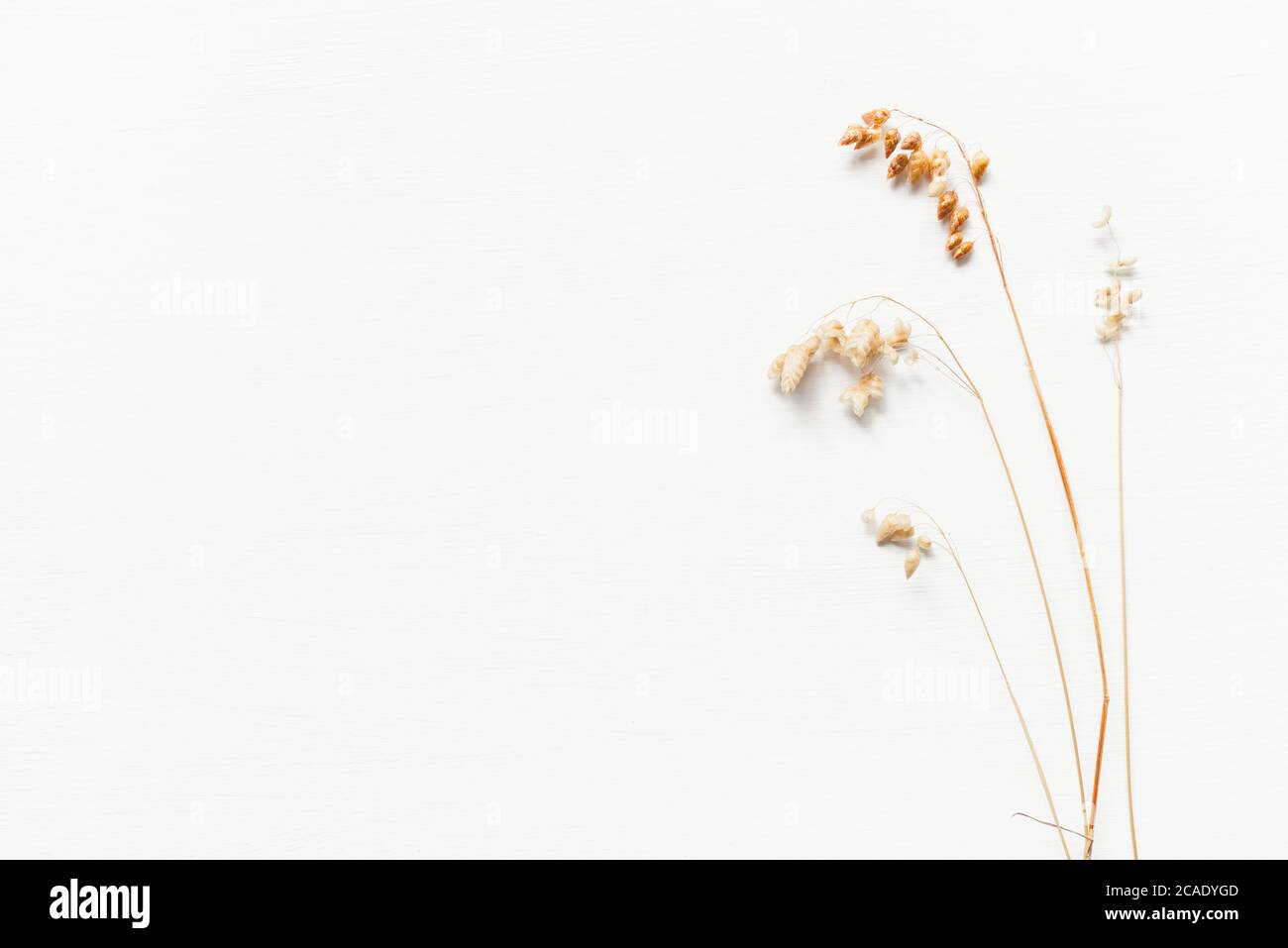 Sfondo autunno di orecchie mature. Foto Stock