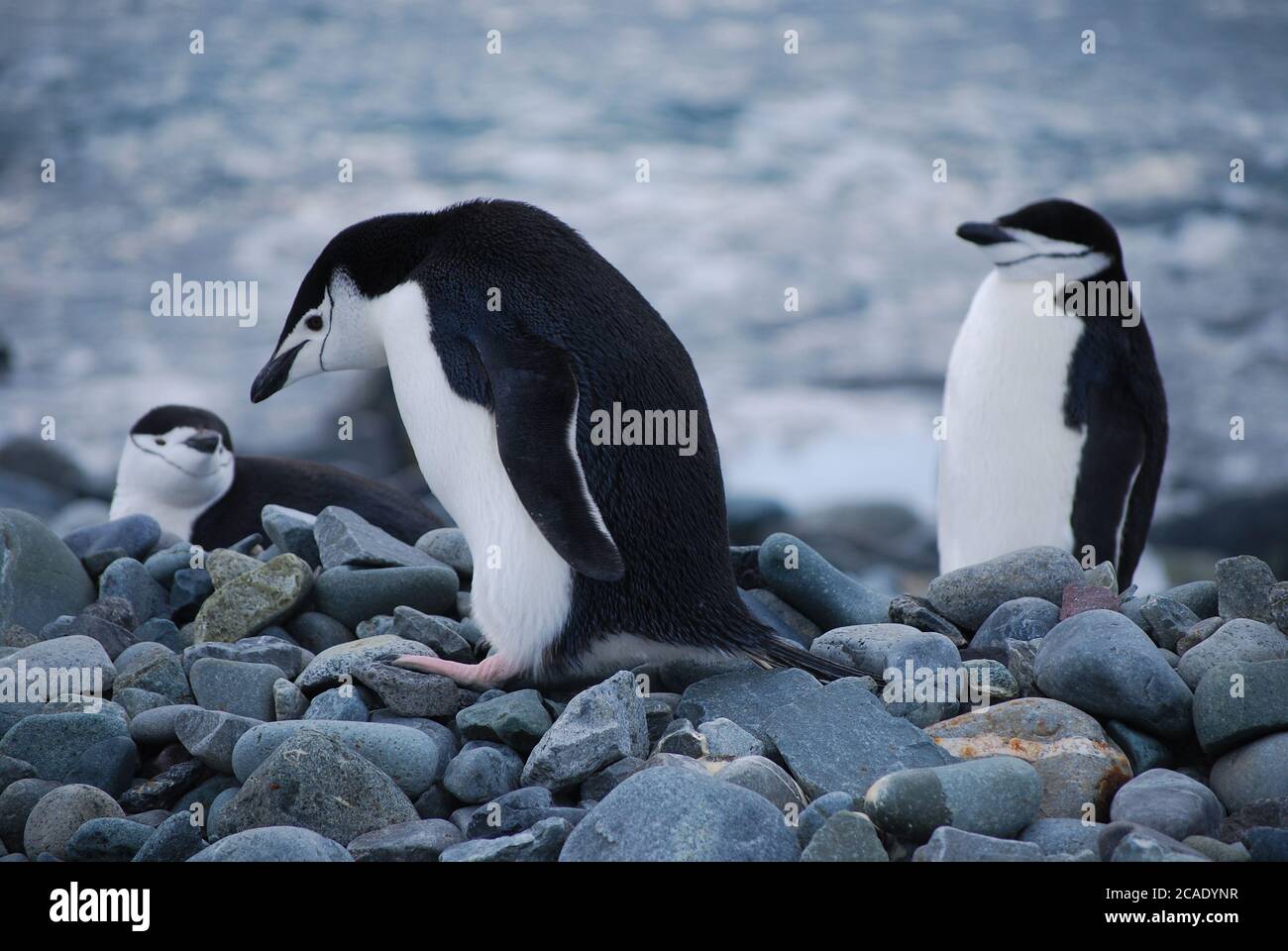 Vita dei pinguini sull'isola di Livingstone, Antartide Foto Stock