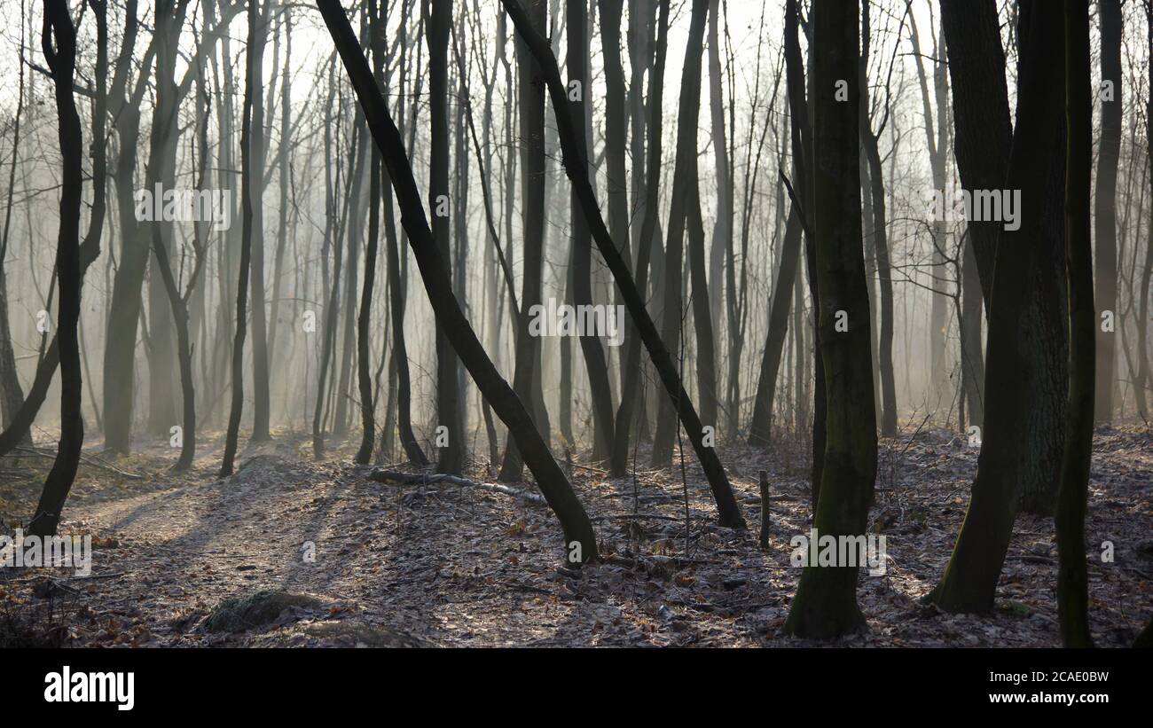 Dicembre nella foresta, una mattina nebbiosa invernale tra alberi senza foglie Foto Stock