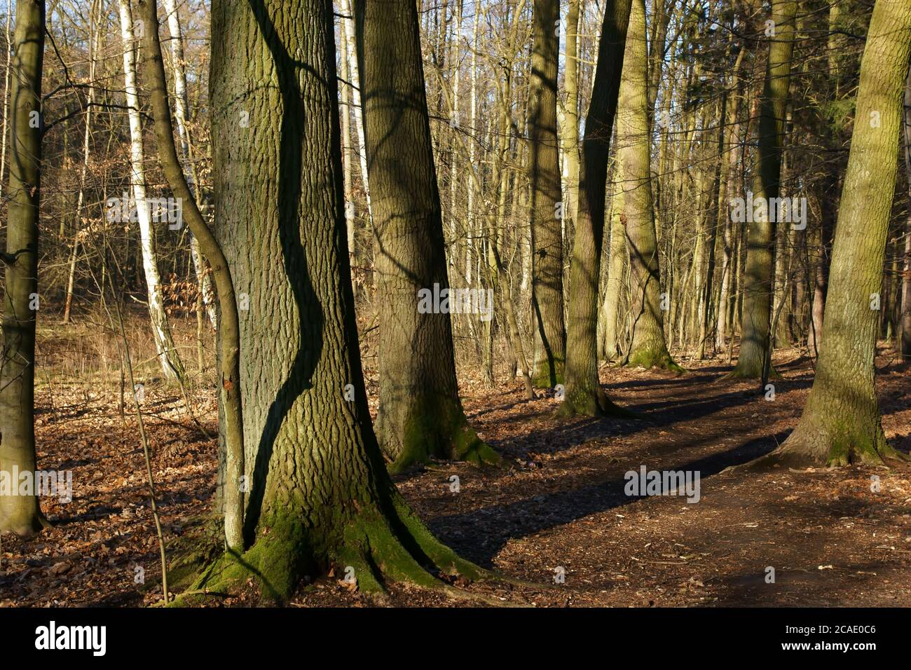 Inizio di aprile nella foresta, primavera mattina passeggiata tra alberi senza frondoli, paesaggio soleggiato Foto Stock