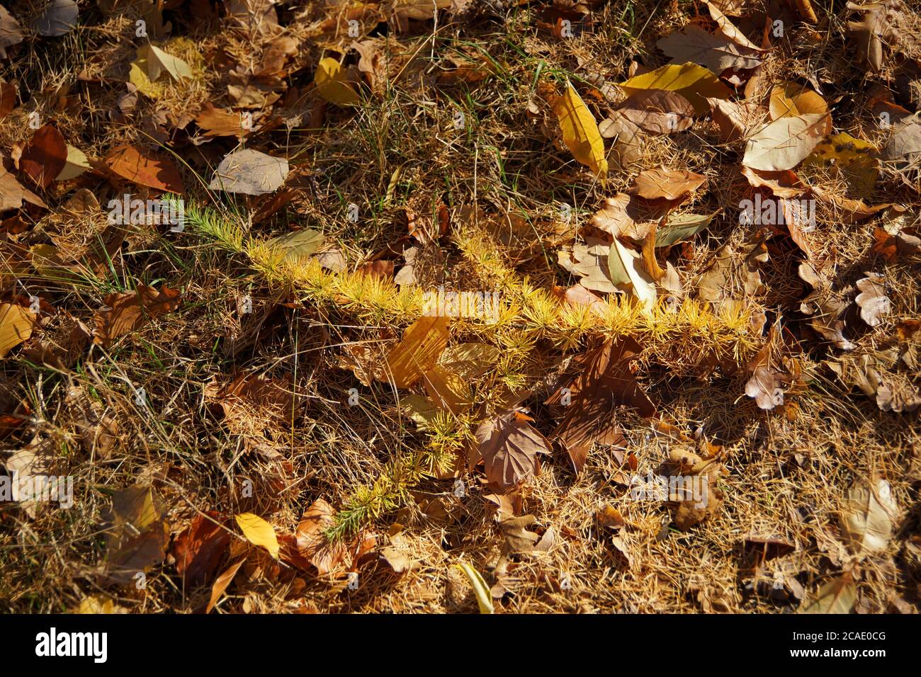 Novembre nella foresta, autunno mattina a piedi, ramo larice e foglie caduti in una radura forestale Foto Stock