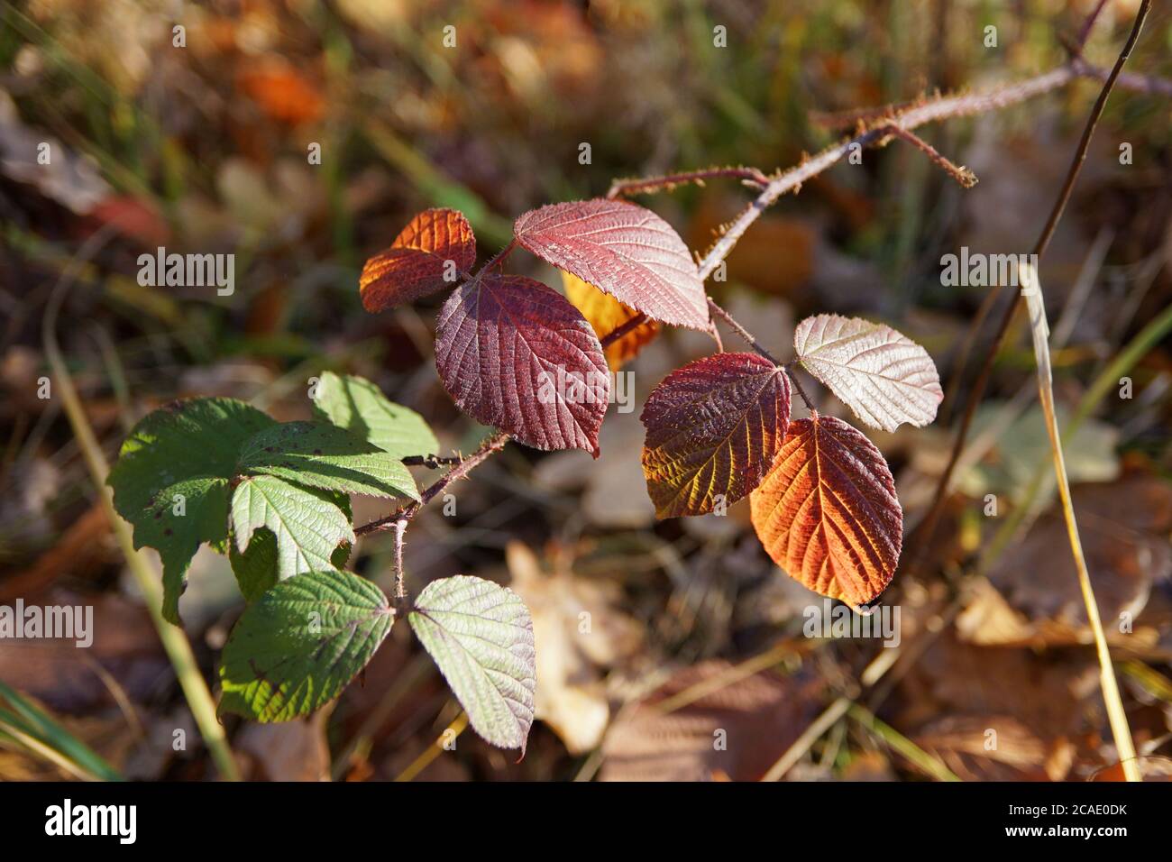 Novembre nella foresta, autunno mattina a piedi, colorate foglie di blackberry, sfondo fuzzy e spazio di copia Foto Stock