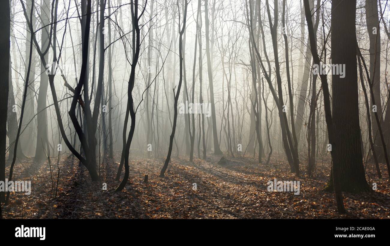 Febbraio nella foresta, nebbia alba, luci e ombre, un paesaggio senza persone Foto Stock