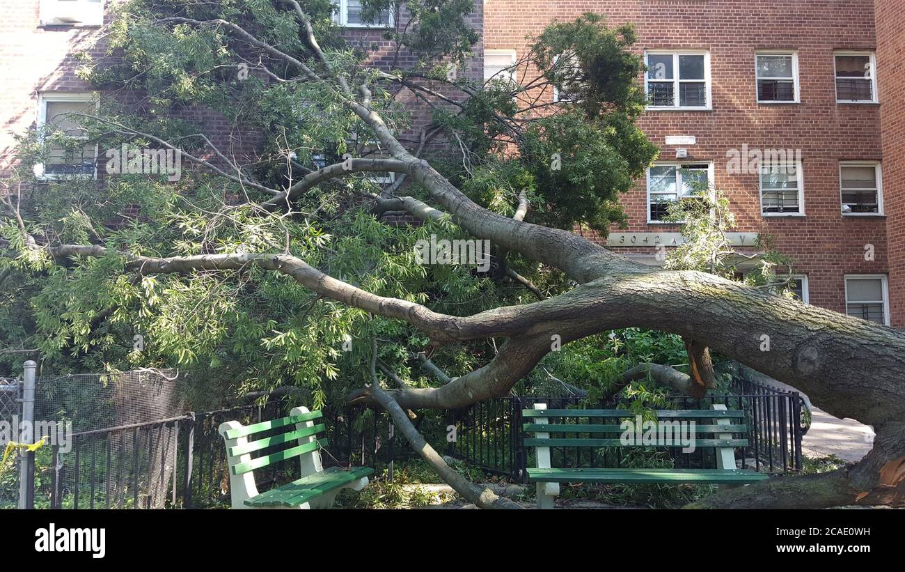 5 agosto 2020, New York, New York, USA: Tropical Storm Isaias colpisce Brooklyn N.Y. e gli alberi abbattuti da esso. 8/5/2020 (Credit Image: © Bruce Cotler/ZUMA Wire) Foto Stock