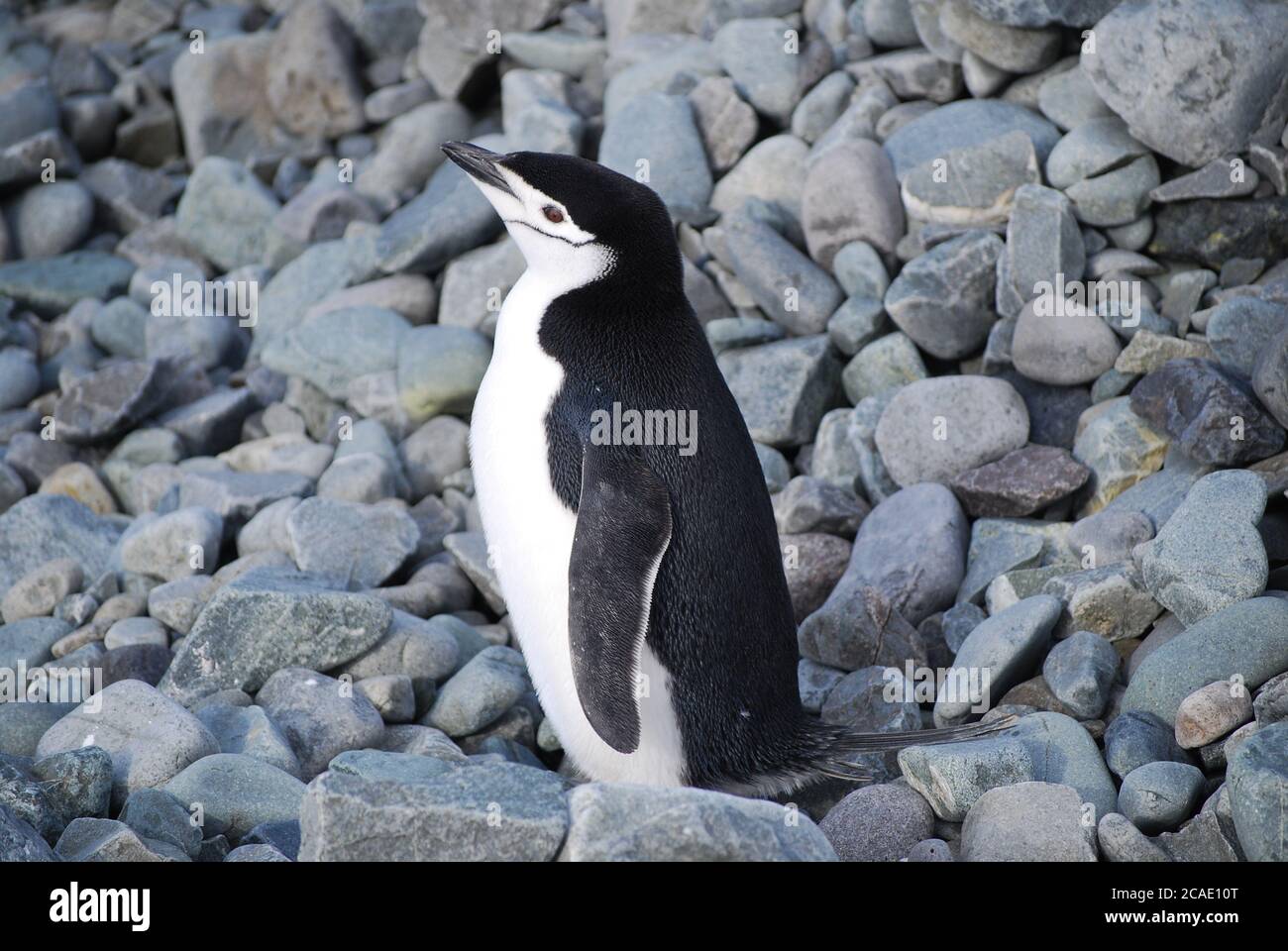 Vita dei pinguini sull'isola di Livingstone, Antartide Foto Stock