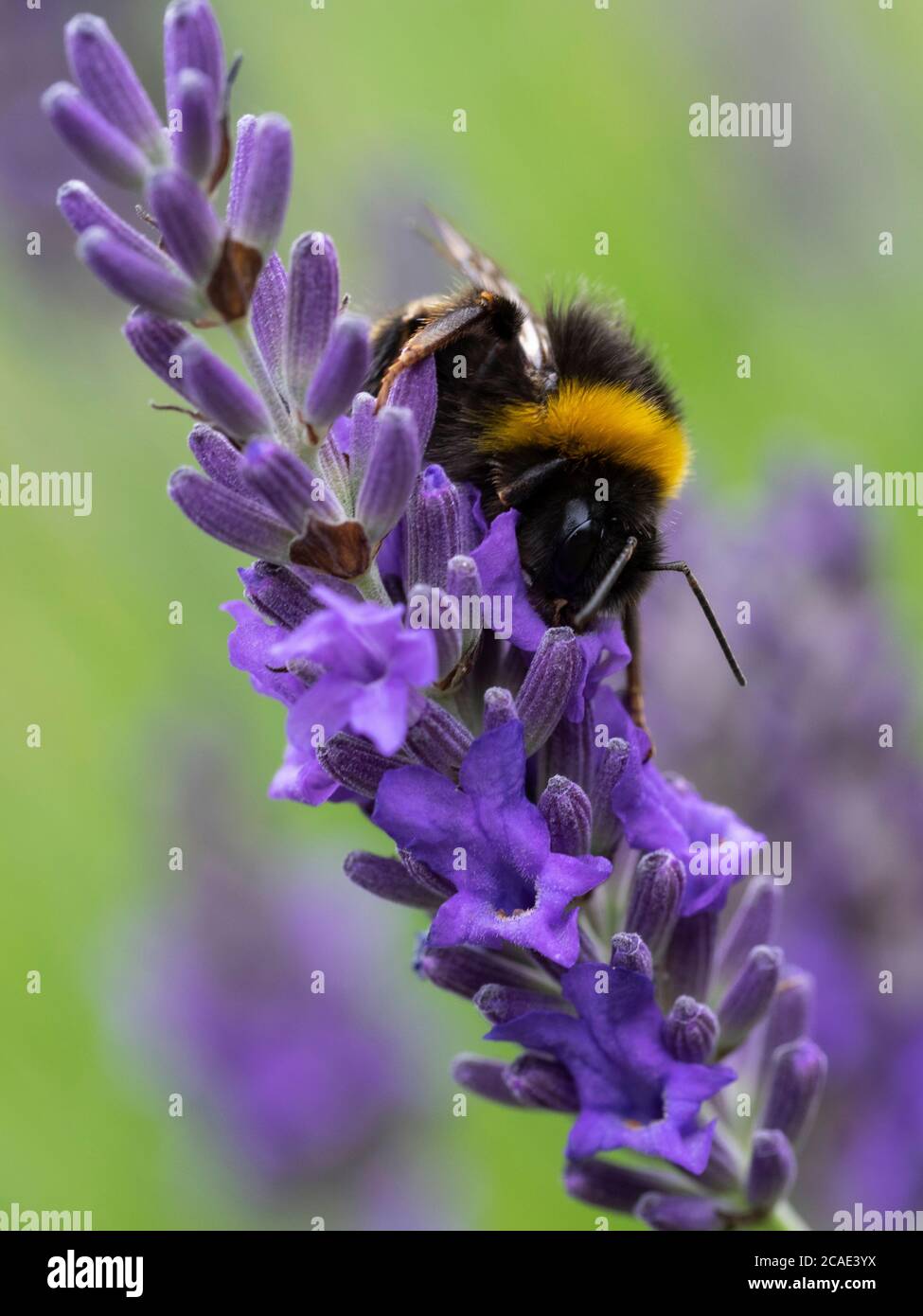 Coda bianca, bumblebee, Bombus lucorum su Lavanda, Lavandula, Devon, UK, luglio Foto Stock