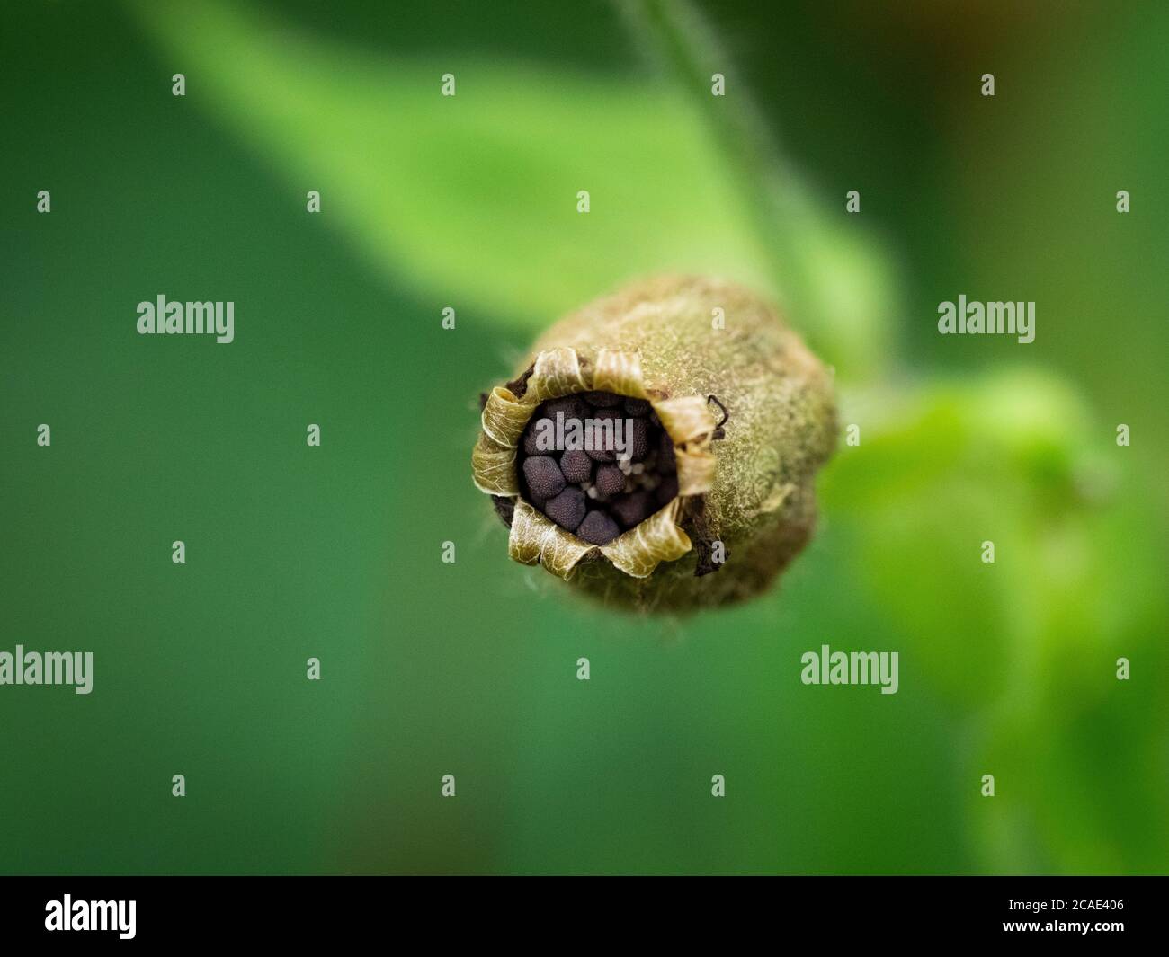 Silene dioica, baccello rosso e semi di campion, Cornovaglia, Regno Unito, luglio Foto Stock