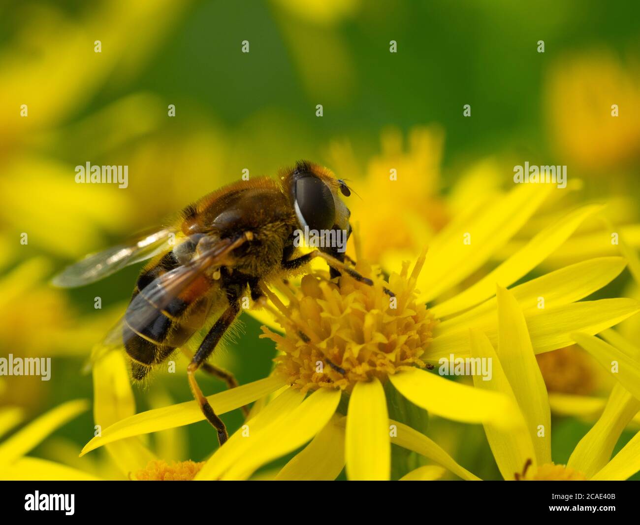 Hoverfly, Diptera su un fiore giallo, Cornovaglia, Regno Unito, luglio Foto Stock