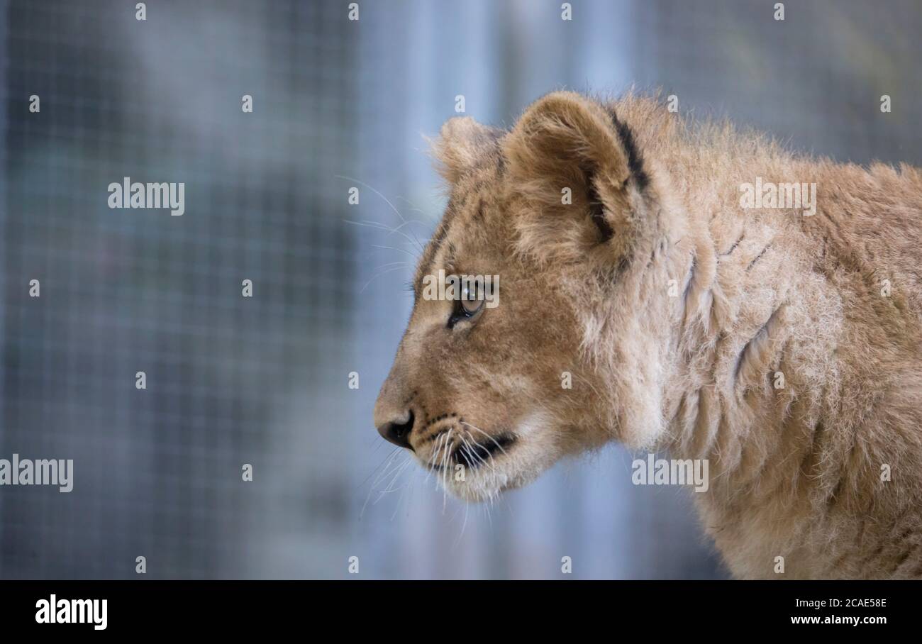 Il giovane leone di Berbero guarda maestoso sfondo scuro., la foto migliore. Foto Stock