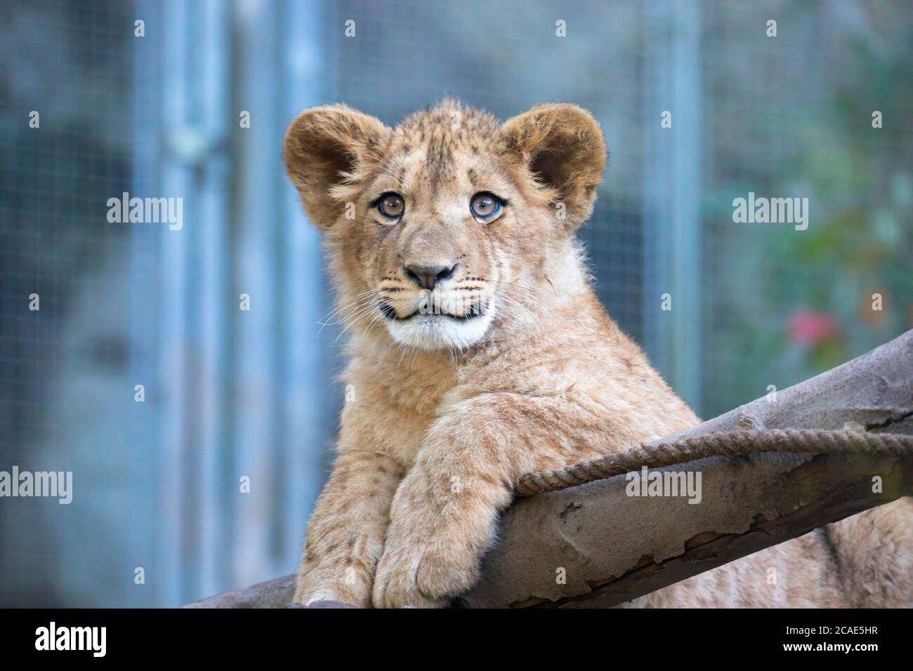 Il giovane leone di Berbero guarda maestoso sfondo scuro., la foto migliore. Foto Stock