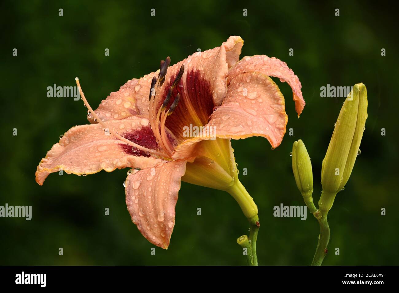 Gocce di pioggia aggrappate alla fioritura del giglio di salmone-rosa e di maroon e gemme non aperte (Hemerocallis Classic Caper). Colore dei fiori specchiato in gocce di pioggia. Foto Stock