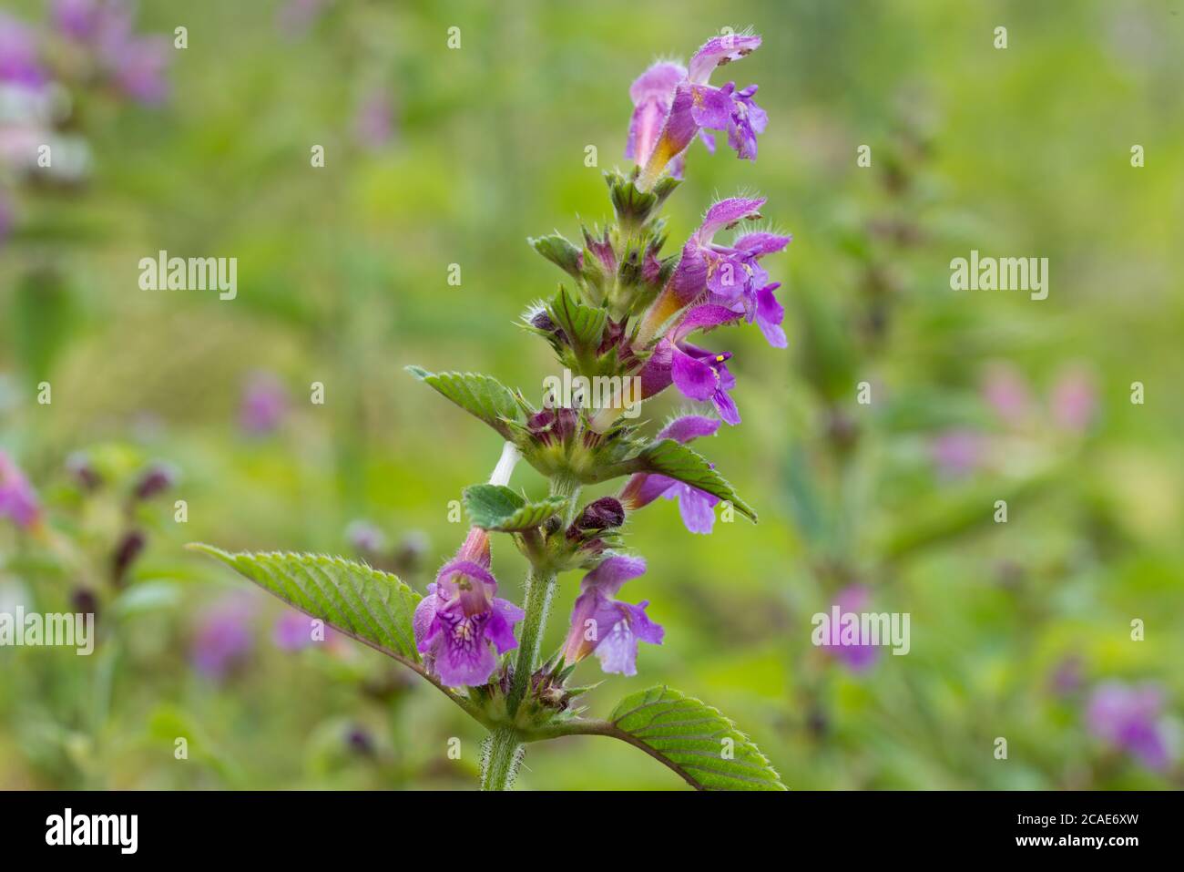 Galeopsis tetrahit, fiori di ortica a tronco di tronco in fuoco selettivo di closeup dei prati Foto Stock