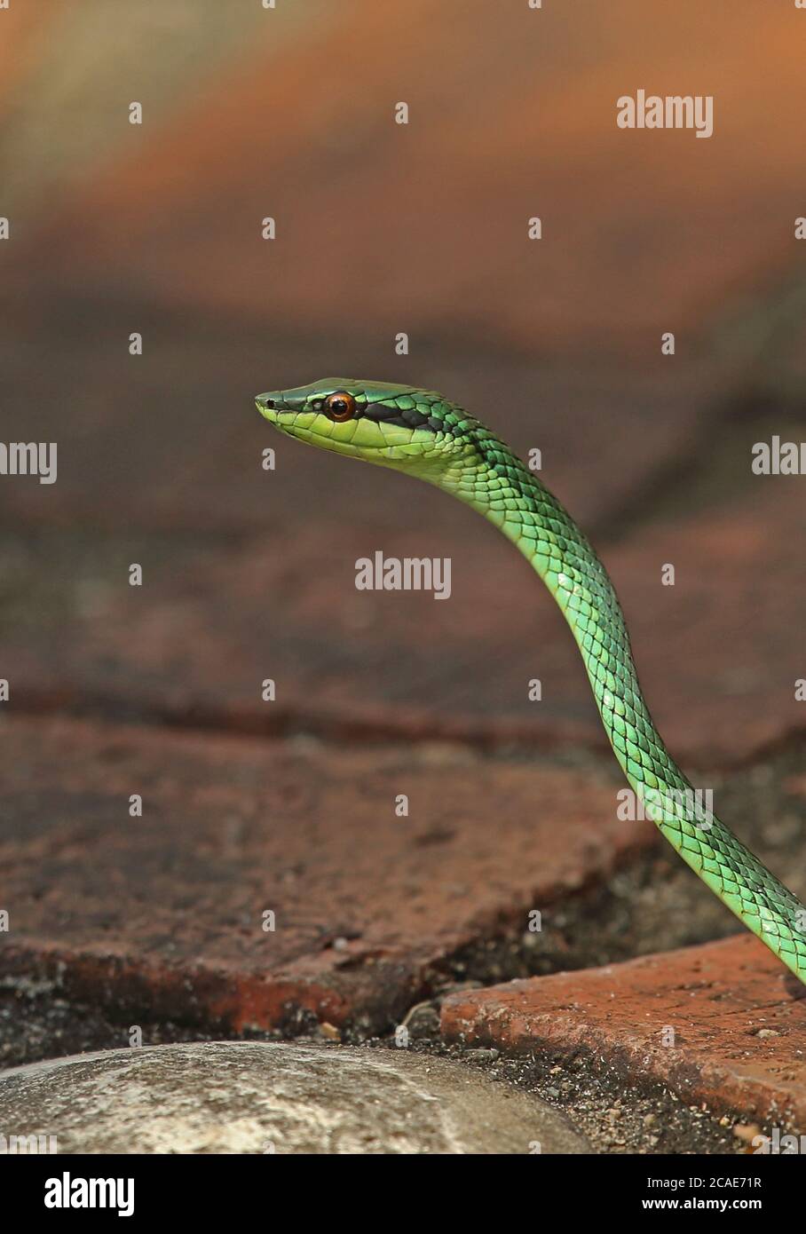 Serpente d'albero a testa piatta (Imantodes cenchoa) primo piano di  percorso per adulti Giardini Botanici, Santo Domingo, Repubblica Dominicana  Ja Foto stock - Alamy