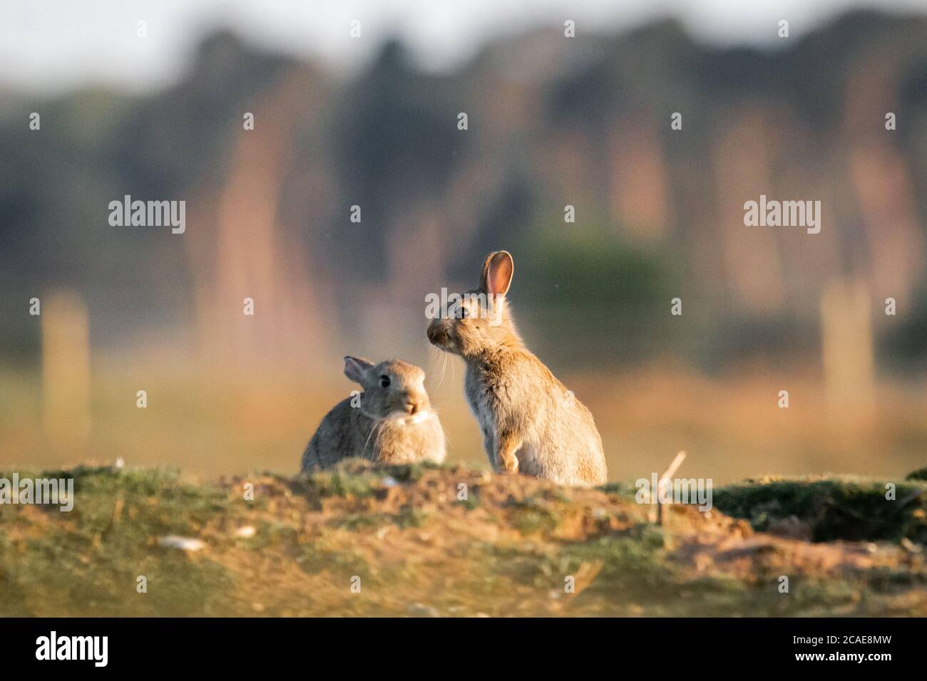 Su una riserva del Norfolk un paio di coniglietti del bambino (Oryctolagus cuniculus) giocano intorno nella luce di prima sera a heath di Wretham orientale Foto Stock