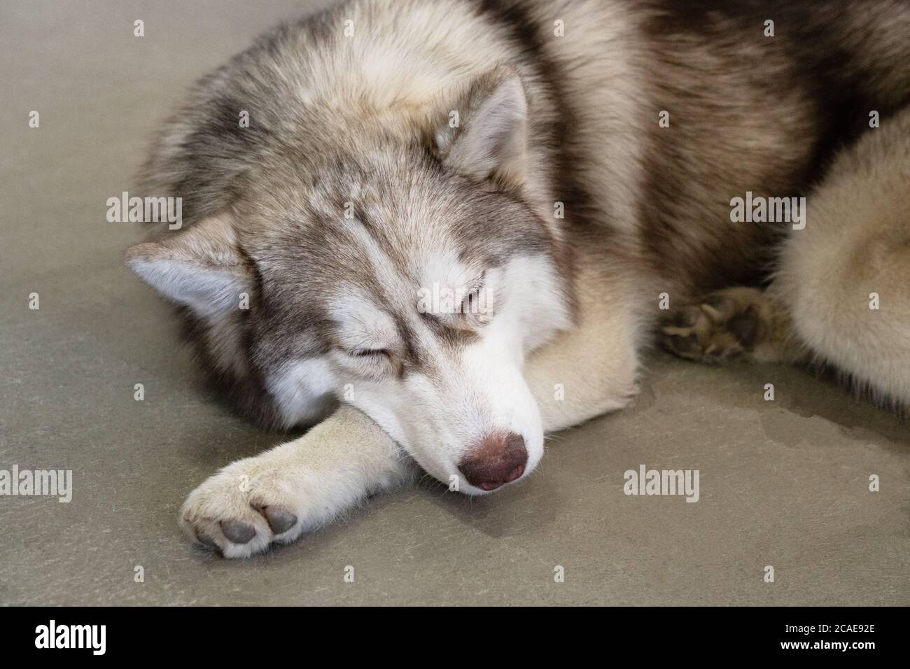 grigio, bianco e marrone sonno husky sul pavimento. pigro husky giace sul pavimento con occhi chiusi. ritratto di husky siberiano. il cane sembra lupo. Foto Stock