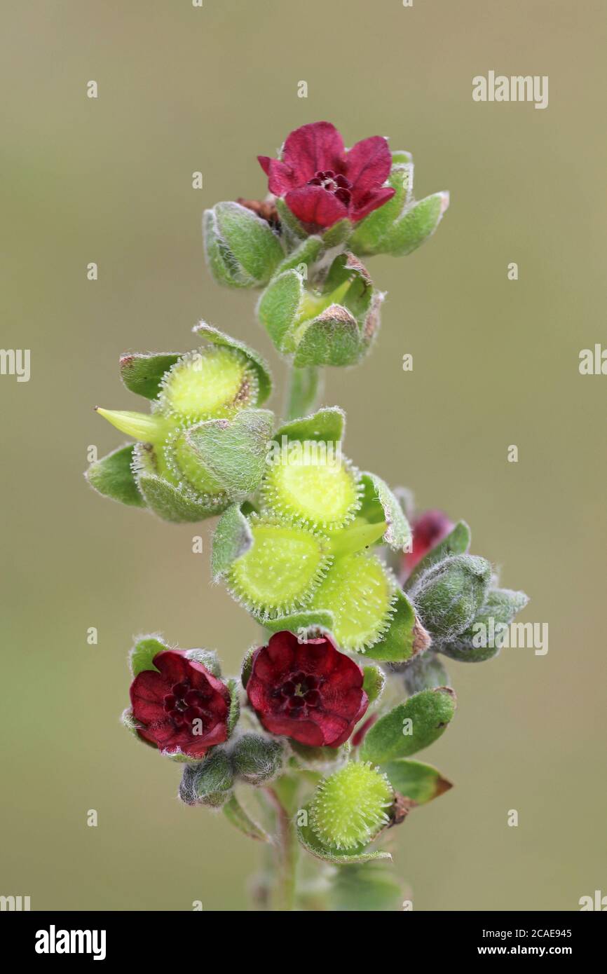 Houndstongue Cynoglossum officinale Foto Stock