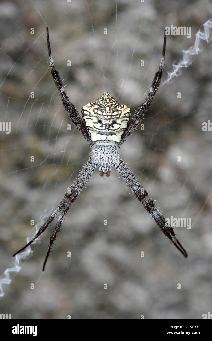 Appensa Signature Spider Argiope Foto Stock