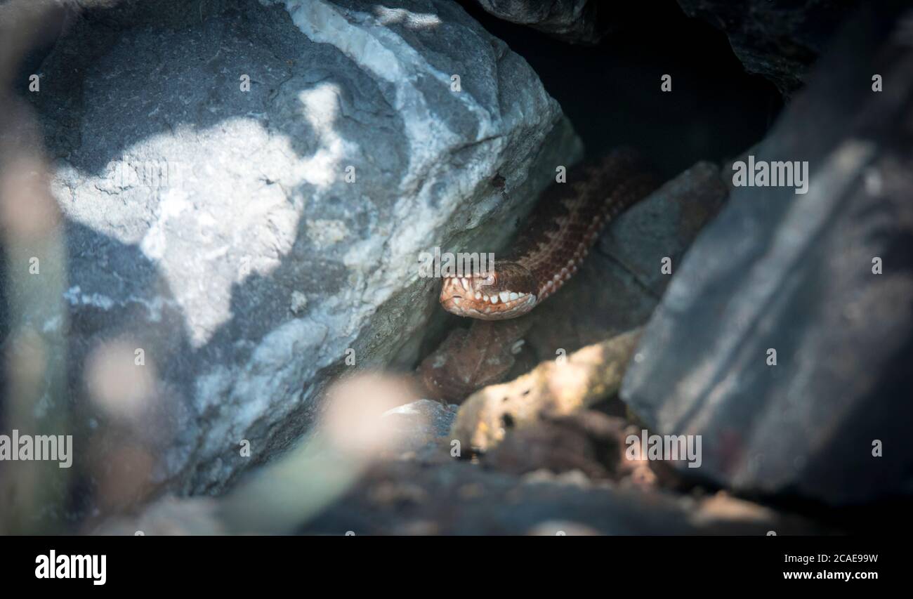 viper striscia nei boschi, pronto a colpire, sniffa l'aria, va a caccia, comune, alla ricerca di cibo e strisciando sotto l'erica. La foto migliore. Foto Stock