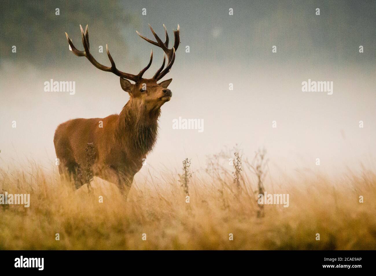 Il cervo rosso dominante (Cervus elaphus) si guarda orgogliosamente sulla sua zona nella nebbia mattutina Foto Stock