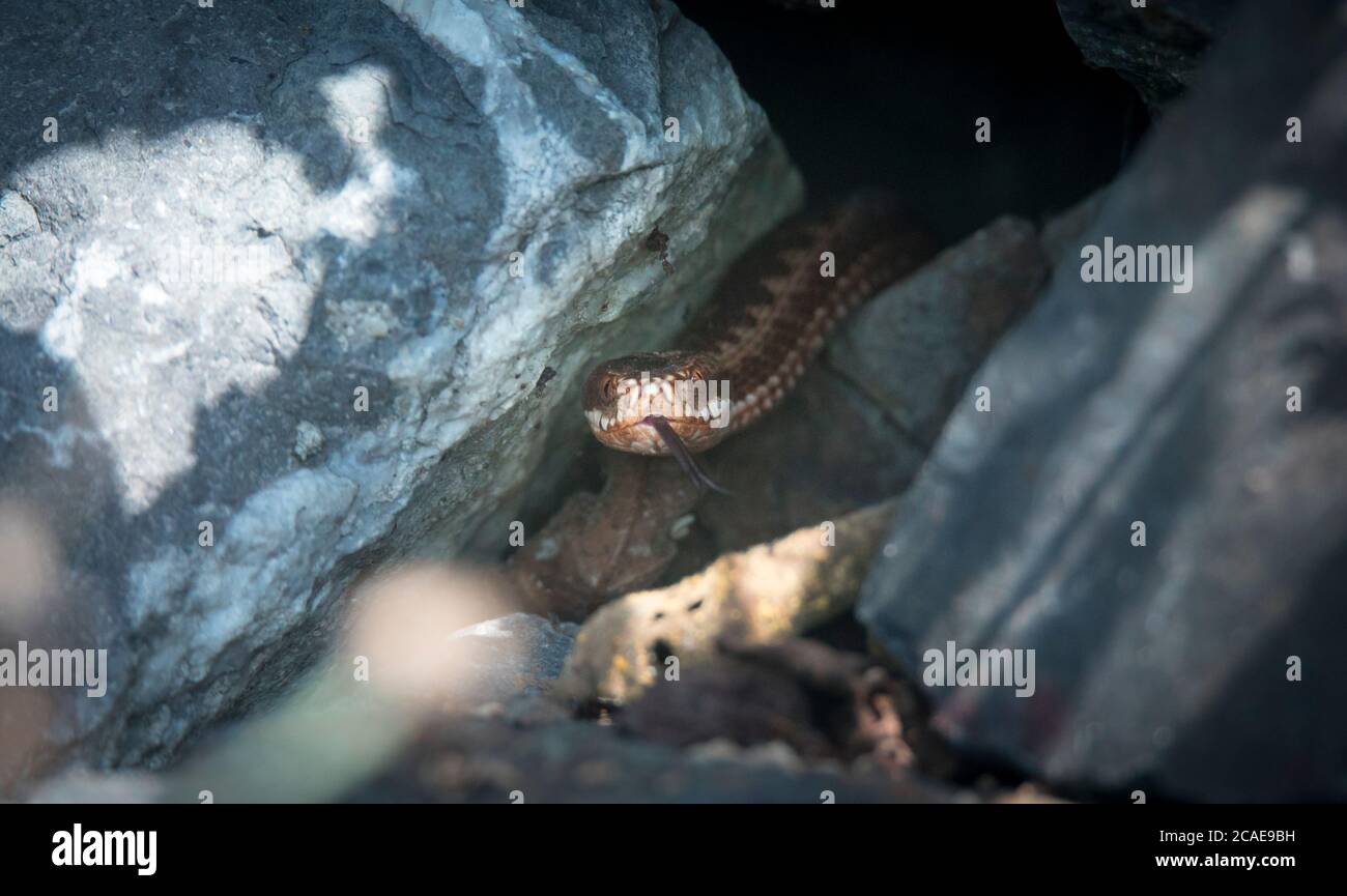 viper striscia nei boschi, pronto a colpire, sniffa l'aria, va a caccia, comune, alla ricerca di cibo e strisciando sotto l'erica. La foto migliore. Foto Stock