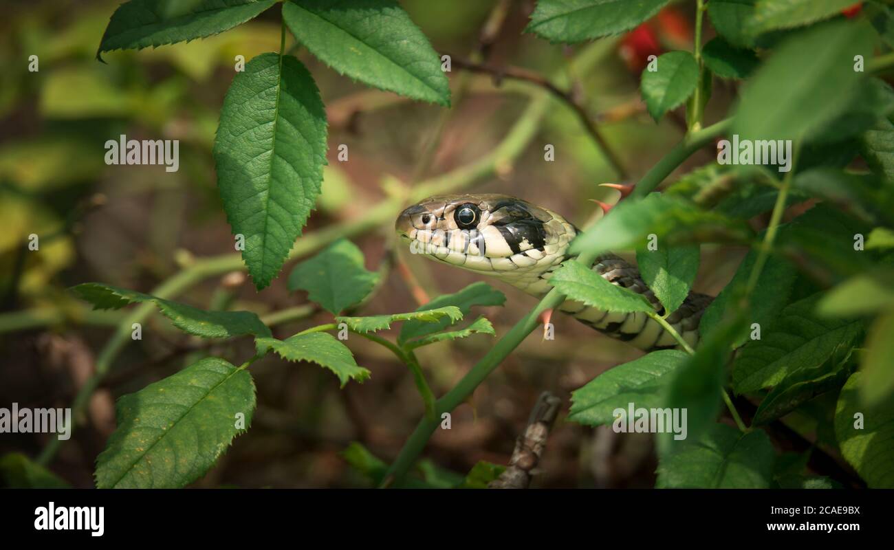 Il serpente d'erba Natrix natrix, serpente si nasconde in erba ed è sulla caccia, la foto migliore. Foto Stock