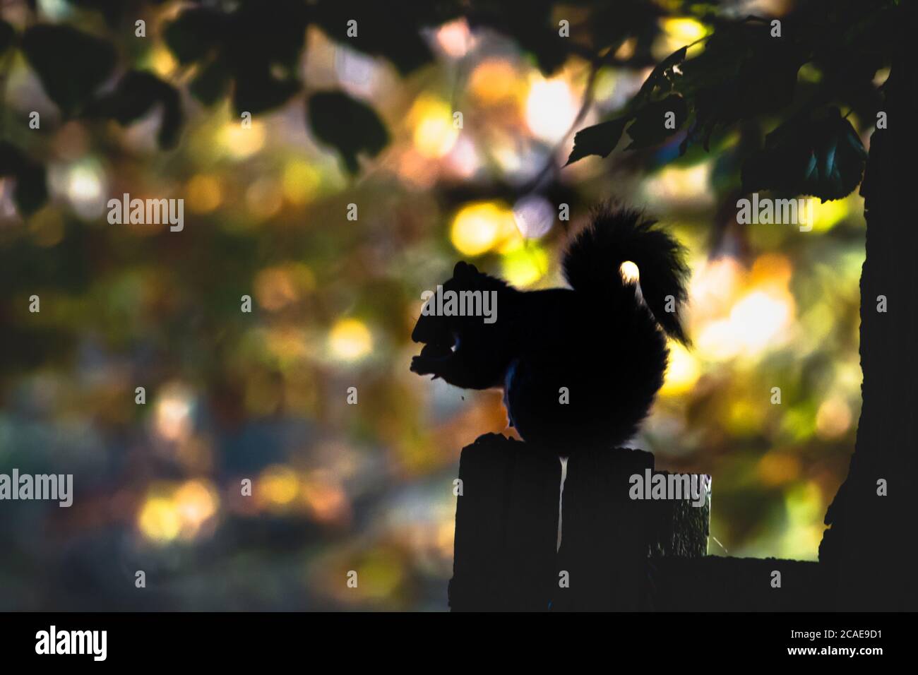 Immagine di uno scoiattolo grigio (Sciurus carolinensis) che mangia una noce retroilluminata dal luminoso sole d'autunno Foto Stock