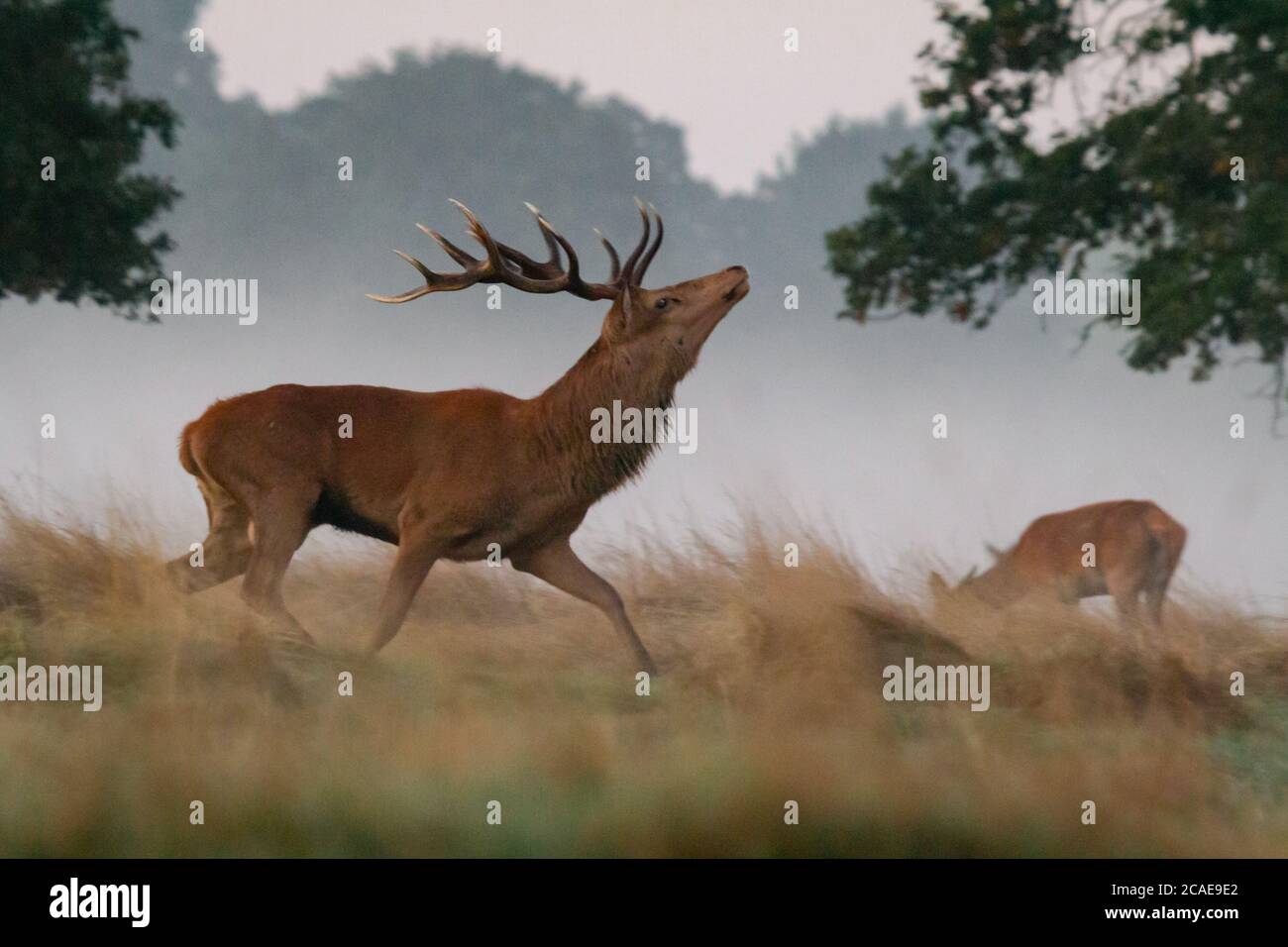 Il cervo rosso maschio (Cervus elaphus) corre su e giù per demostrare la sua zona Foto Stock