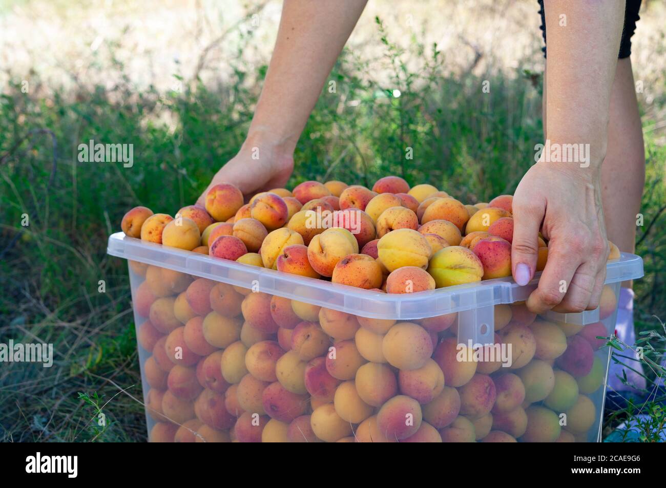 Donna muove albicocche rosse-gialle appena assemblate nella cassa di plastica nel guardaroba del giardino. Durante la stagione di raccolto Foto Stock