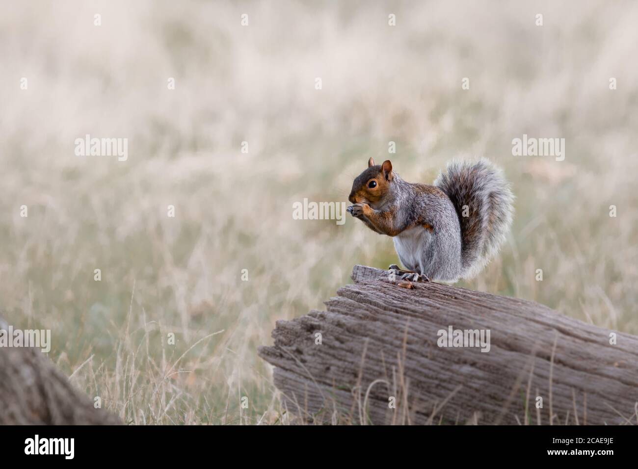 Uno scoiattolo grigio (Sciurus carolinensis) seduto su un tronco con uno spuntino veloce su una noce Foto Stock