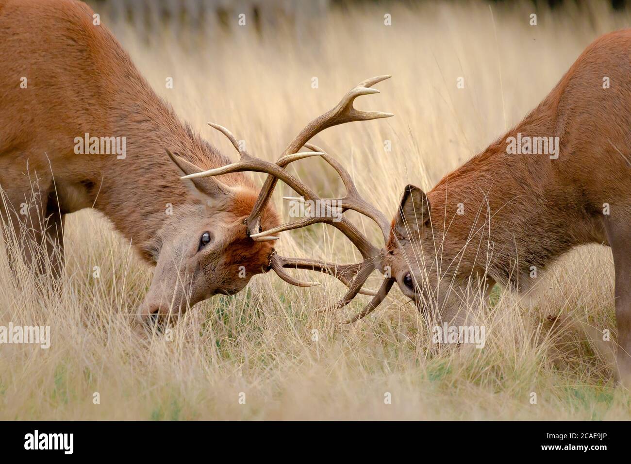 Un paio di cervi rossi maschi più giovani (Cervus elaphus) prova a vicenda la forza bloccando antlers Foto Stock