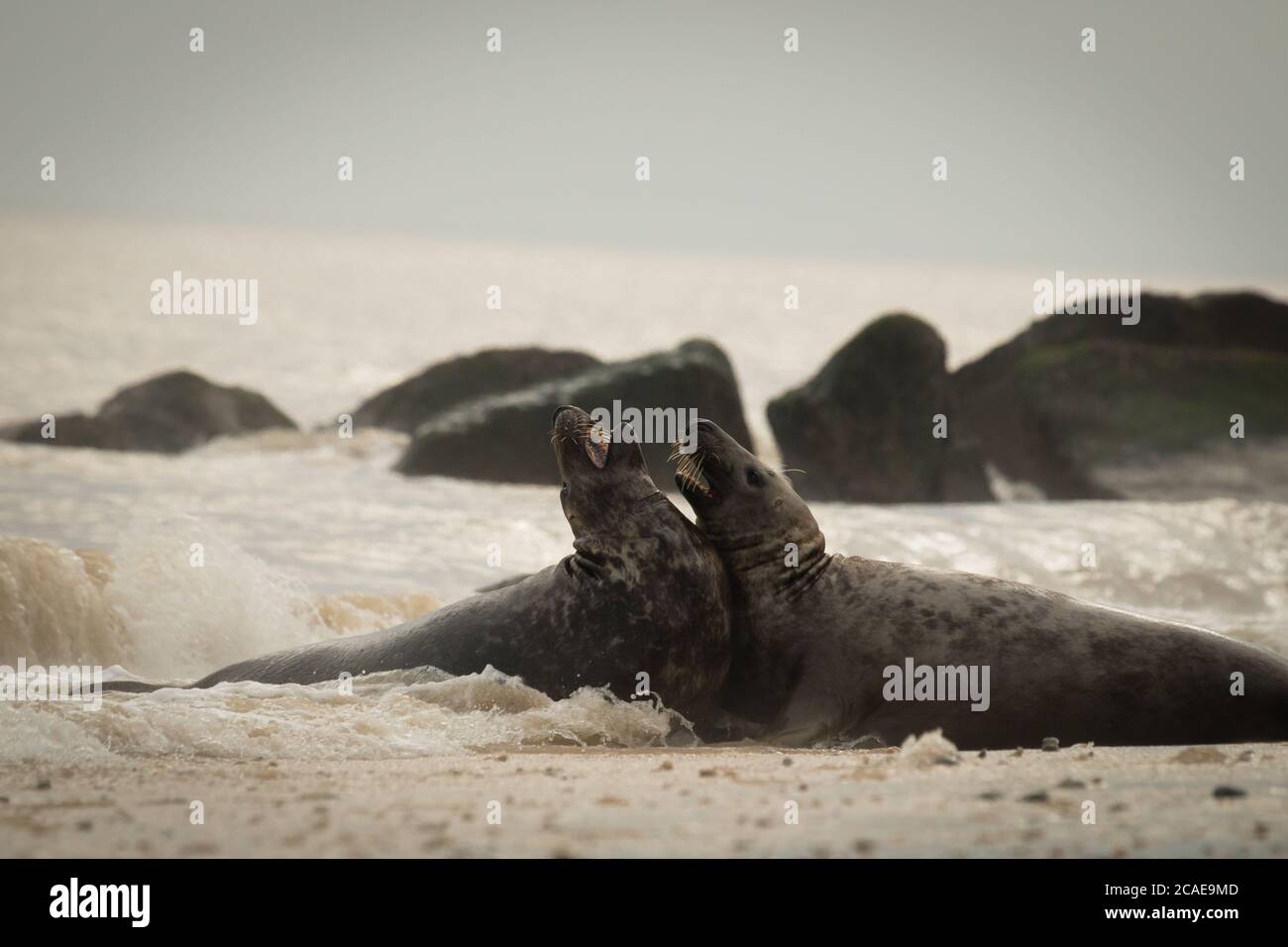 Due foche grigie femminili (Halichoerus grypus) che combattono nel surf nel Mare del Nord al largo di Norfolk Foto Stock