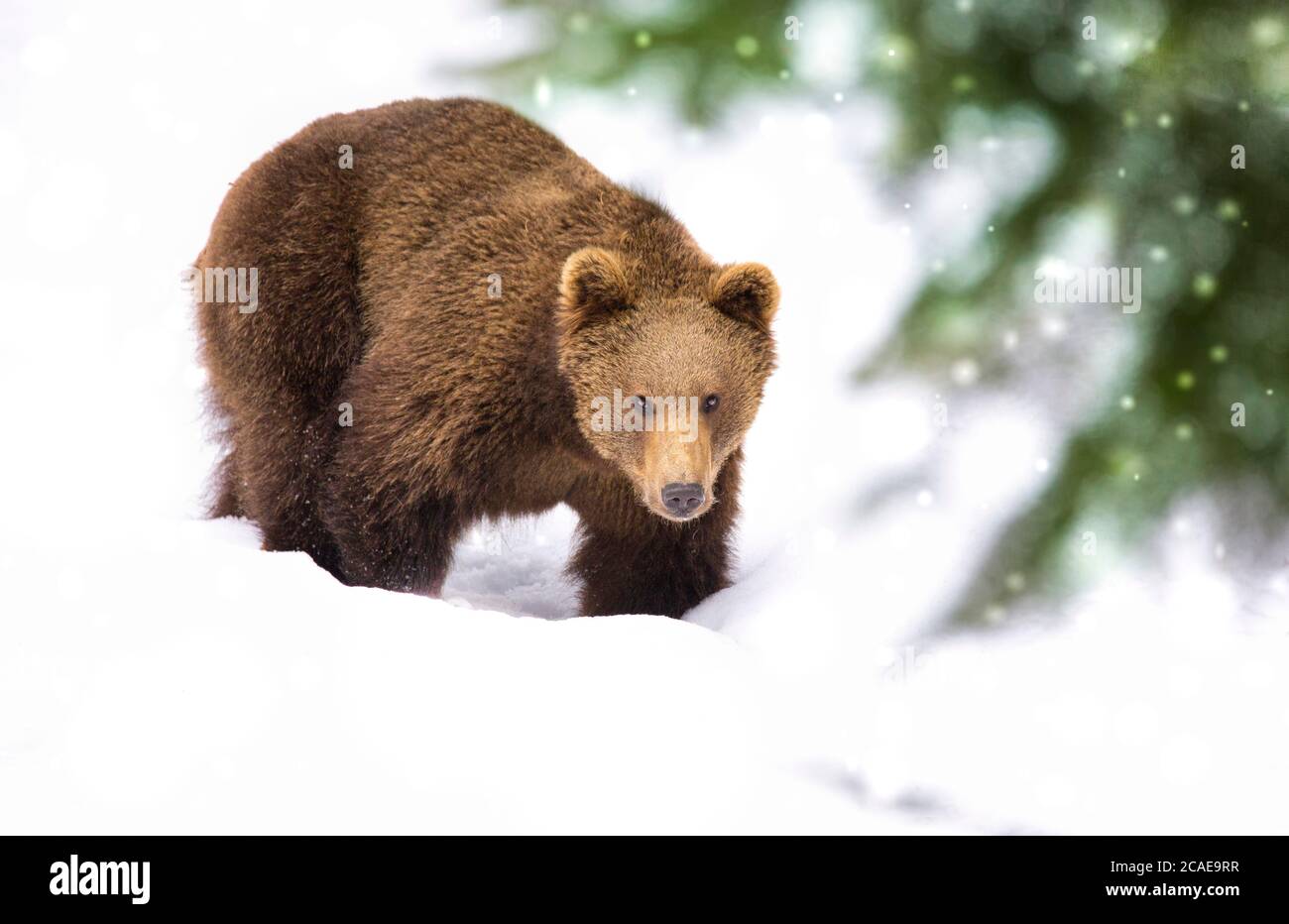 Orso bruno selvaggio nella neve. Foresta invernale. Nome scientifico: Ursus arctos. Habitat naturale. Stagione invernale. Foto Stock
