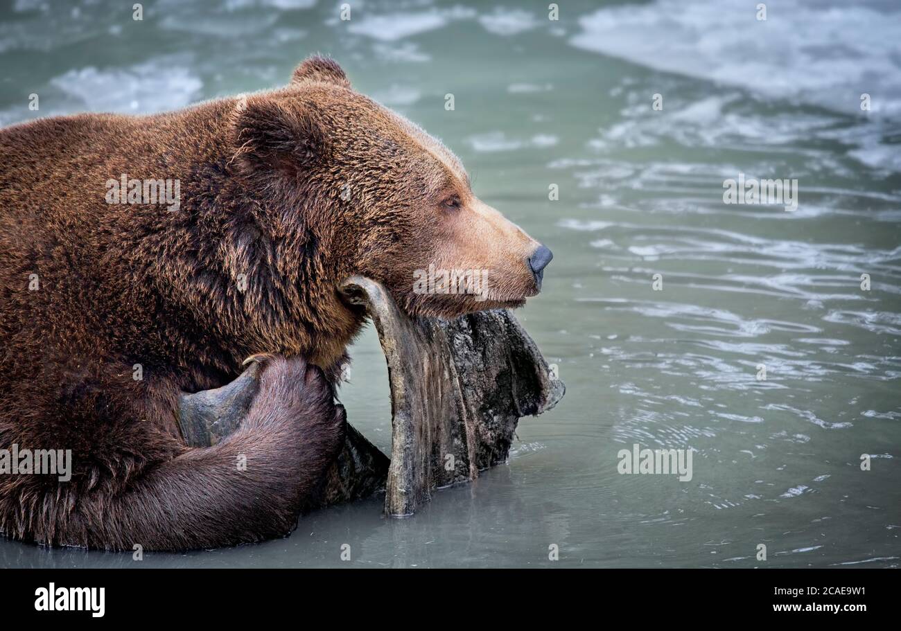 Orso bruno selvaggio nella neve. Foresta invernale. Nome scientifico: Ursus arctos. Habitat naturale. Stagione invernale. Ghiaccio d'acqua. Foto Stock