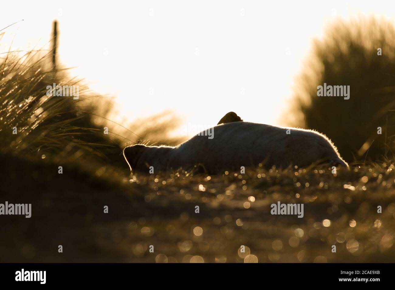 Un giovane cuccioli grigio (Halichoerus grypus) sdraiato sulla sua schiena su un sentiero con la prima sole di mattina dietro di esso Foto Stock