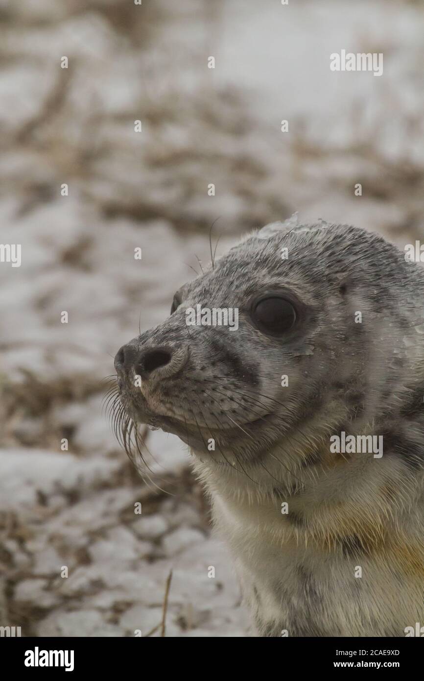Un ritratto di un giovane foca grigia (Halichoerus grypus) cuccioli in una giornata innevata nel mantello del Lincolnshire Foto Stock