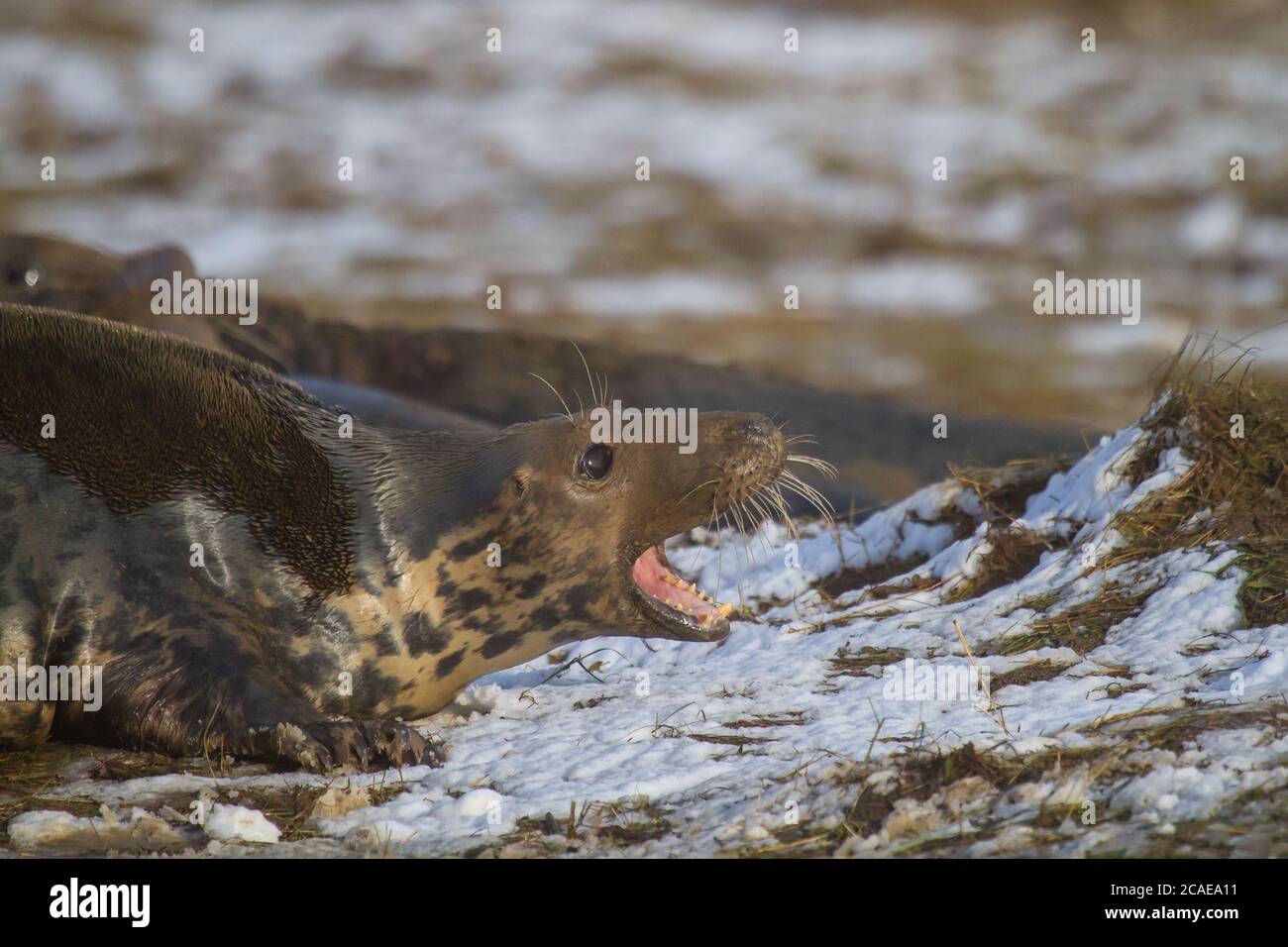 Questa guarnizione grigia femmina (Halichoerus grypus) si lamenta fortemente ad un altro sigillo nel clima invernale innevato nel Lincolnshire Foto Stock