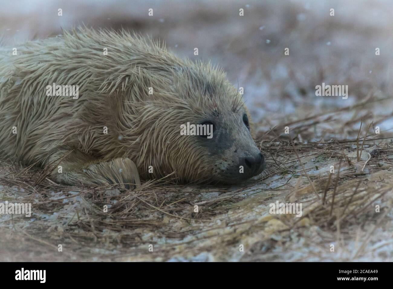 Questa foca grigia (Halichoerus grypus) pup era solo un paio di ore vecchio quando la tempesta di neve ha colpito. Qui giace nella neve che seguì la sua nascita Foto Stock