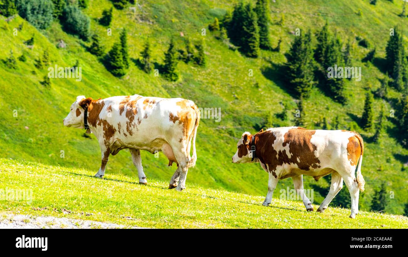 Mucche pascolano su prati verdi e lussureggianti. Alpi austriache, Austria. Foto Stock Mucche pascolano su prati verdi e lussureggianti. Alpi austriache, Austria. Foto Stock