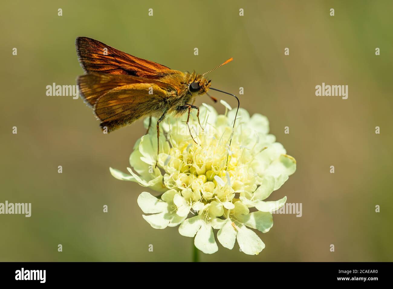 Grande skipper - Ochlodes sylvanus, piccola farfalla arancione da prati e praterie europee, Havraniky, Repubblica Ceca. Foto Stock