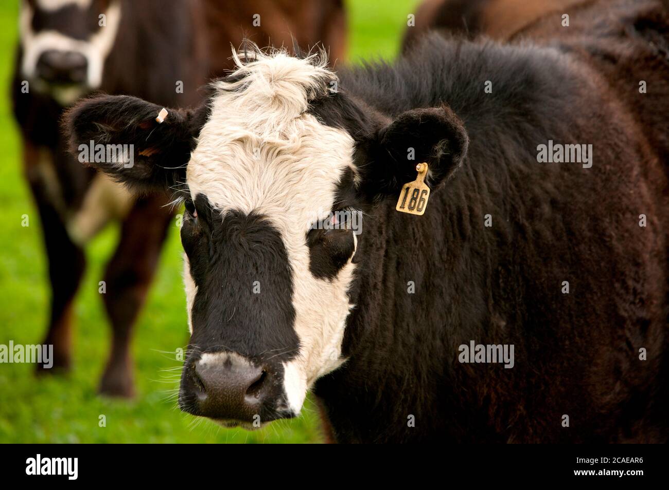 Primo piano di Grass FED Cow in un pascolo a Marin Sun Farms Foto Stock