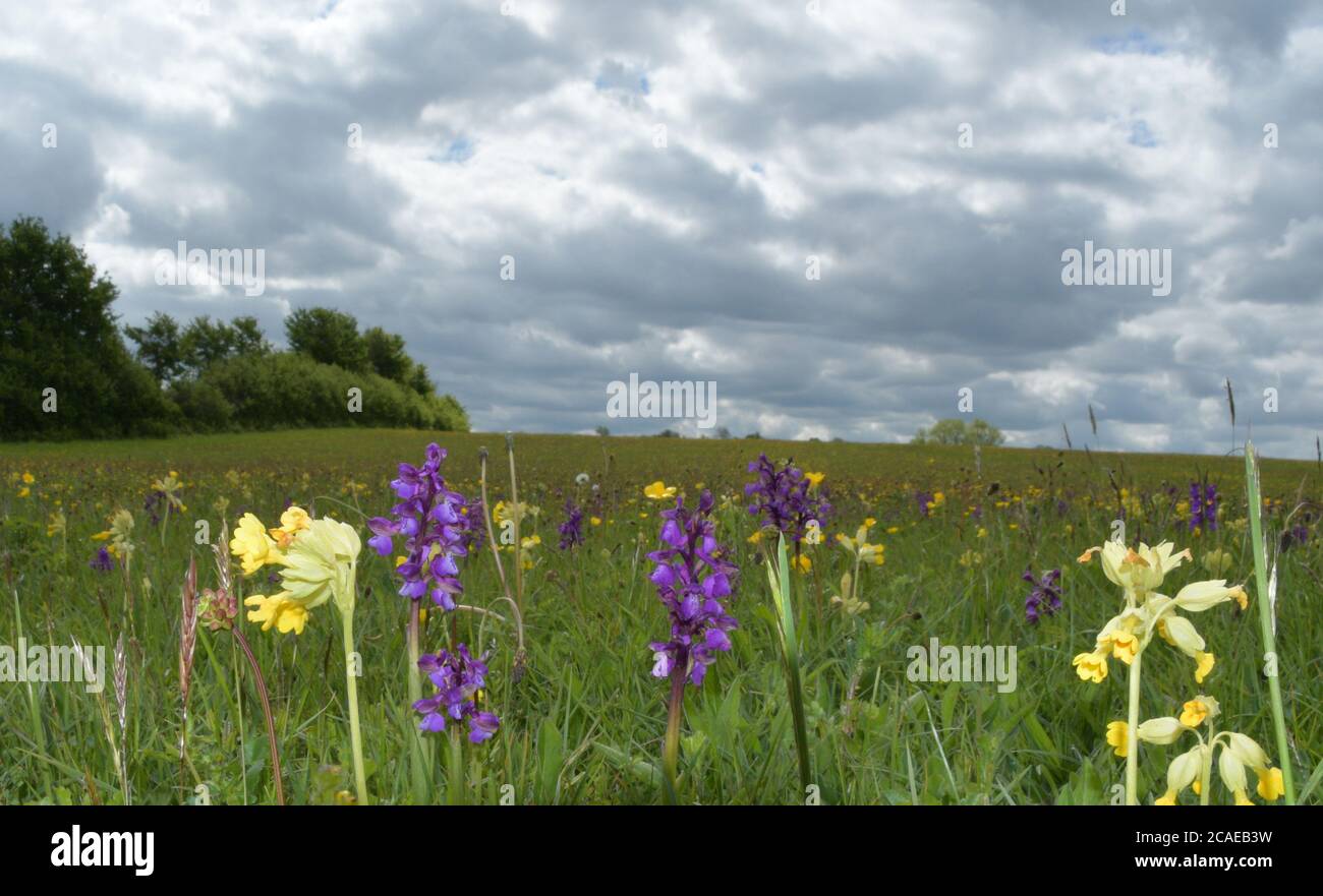 Prato di Wildflower in primavera con cowslips 'primula varis' e orchidee 'orchis morio' con ali verdi in buoni numeri. Questo prato nel Somerset è un raro s. Foto Stock