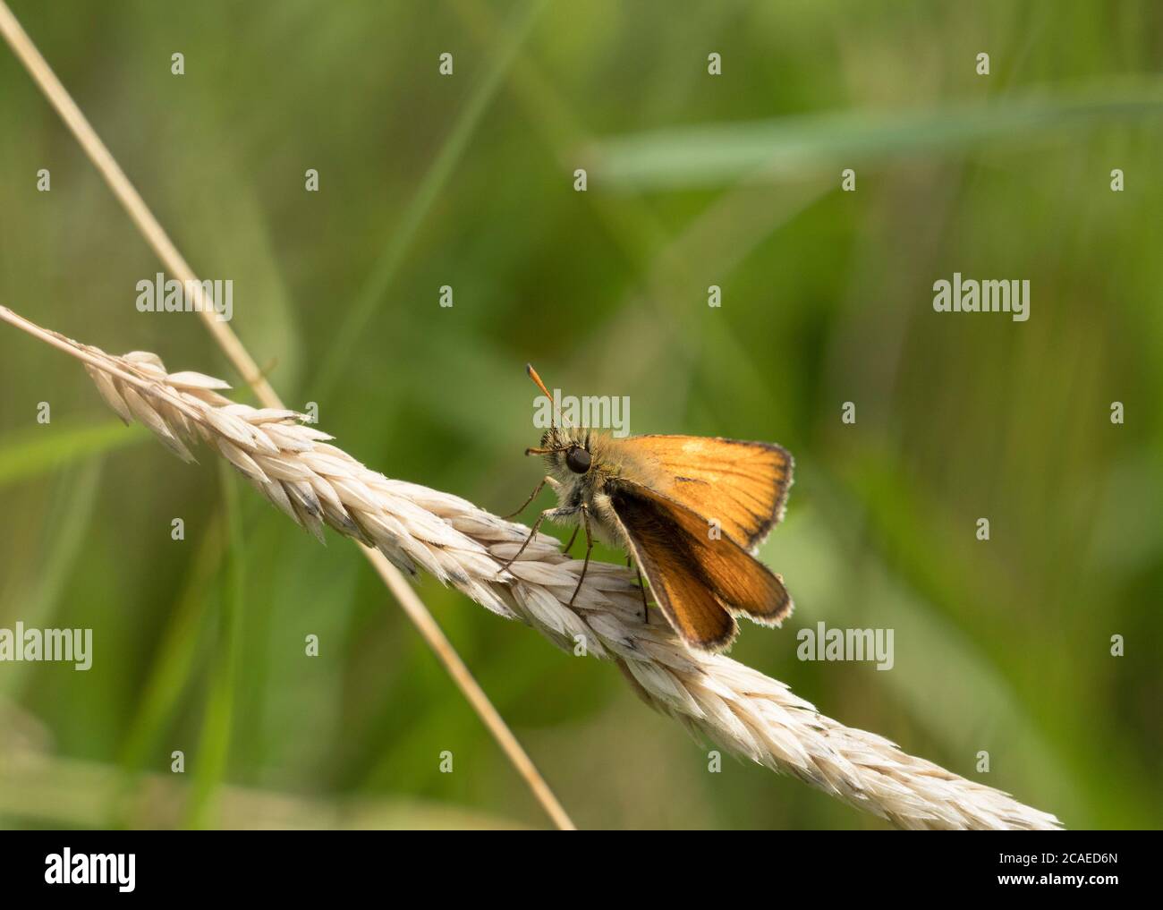 Skipper piccolo, Thymelicus sylvestris; adulto singolo che riposa su fiore di erba essiccato in campo, Worcestershire, Regno Unito. Foto Stock