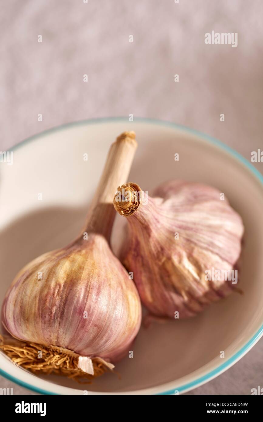 Aglio. Due intere teste di aglio crudo da una fattoria nella contea di Lancaster, Pennsylvania, Stati Uniti Foto Stock