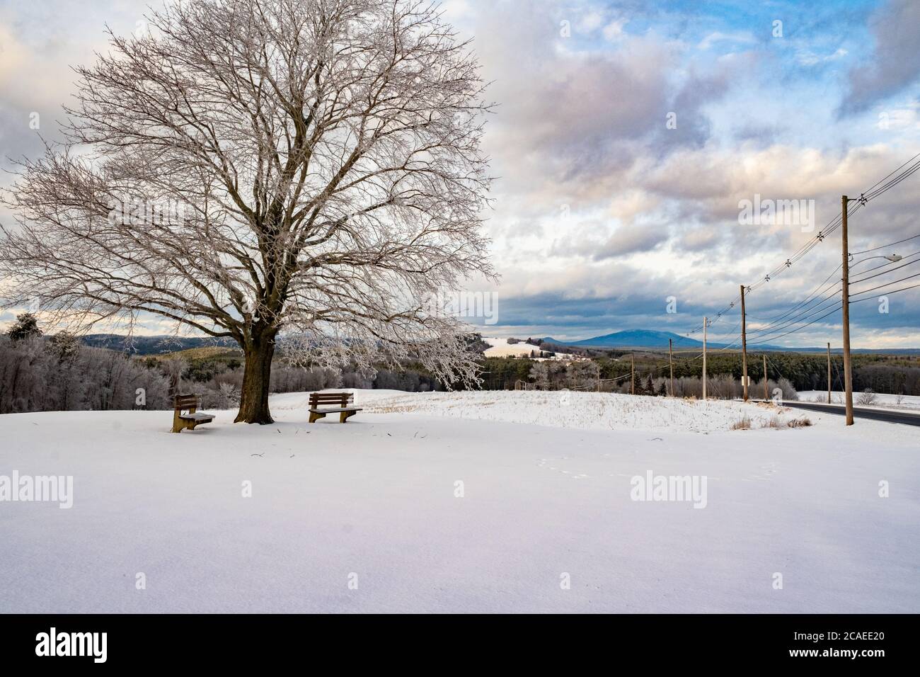 Un albero di acero di re cremisi in un campo nel inverno Foto Stock